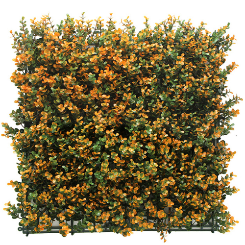 Premium Vertical Garden (Green Wall) buxus orange jia012